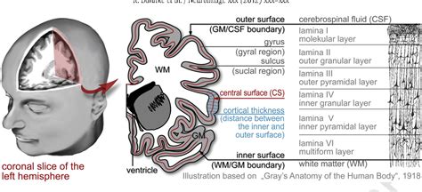 what does cortical thickness indicate